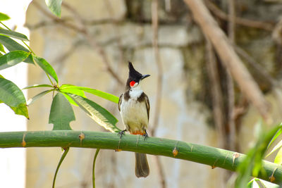 Bird perching on a branch