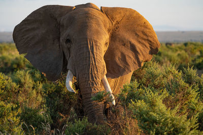 View of elephant on field