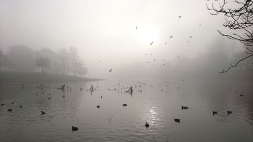 Flock of birds flying over lake against sky