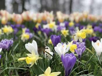 Close-up of purple crocus flowers on field