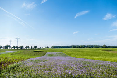 Scenic view of grassy field against sky