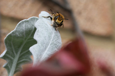 Close-up of bee on flower