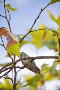 Low angle view of bird on branch against sky