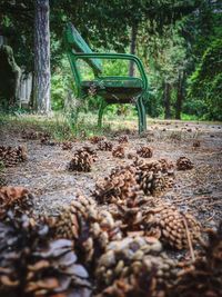 Empty bench in park