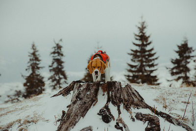 View of an animal on snow covered land