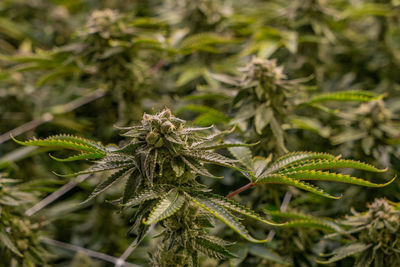 Close-up of cannabis plant in farm