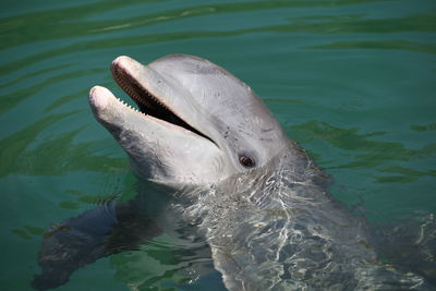 Close-up of duck swimming in sea