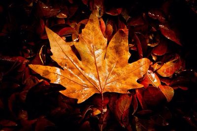 Close-up of maple leaves