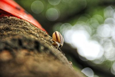 Close-up of insect on rock