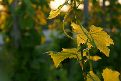 Close-up of plant