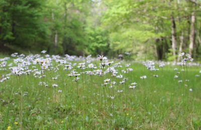 Flowering plants on field