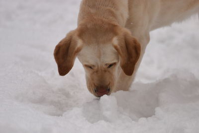 High angle view of dog on snow