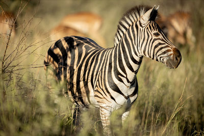 View of a zebra