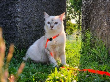 Portrait of a cat on field