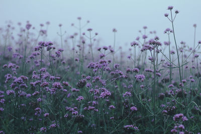 Close-up of purple flowering plants on field