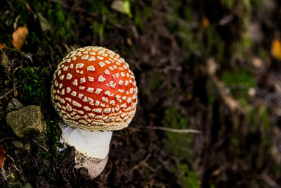 Close-up of fly agaric mushroom in forest