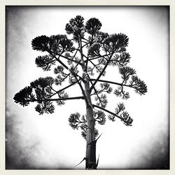 Low angle view of tree against sky