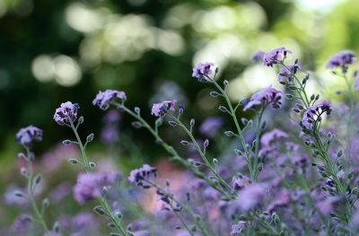 Close-up of flowers blooming outdoors