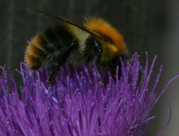 Close-up of bee pollinating on purple flower