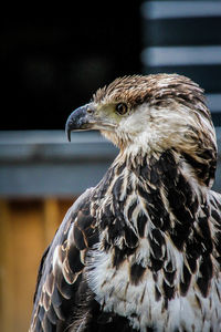 Close-up of a bird