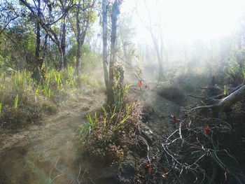 Plants growing on land in forest