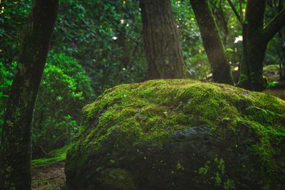 Close-up of moss growing on tree trunk