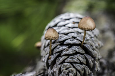 Close-up of mushroom growing outdoors