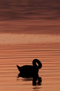 Silhouette swan swimming in lake during sunset