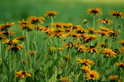 Close-up of yellow flowering plants