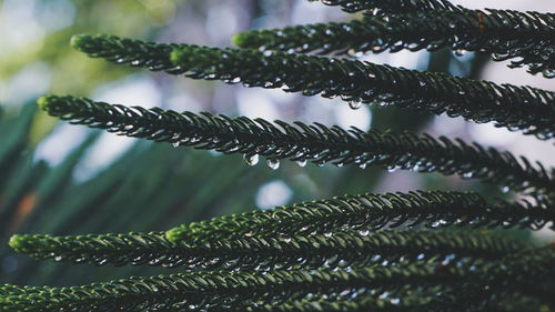 Close-up of raindrops on the plant in the morning after rain