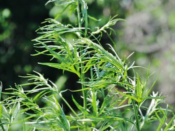 Close-up of fresh green plant in field