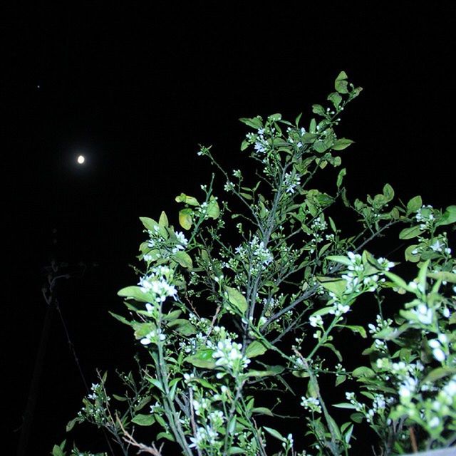 night, growth, plant, copy space, green color, leaf, clear sky, nature, freshness, low angle view, beauty in nature, flower, outdoors, no people, growing, black background, dark, stem, illuminated, fragility