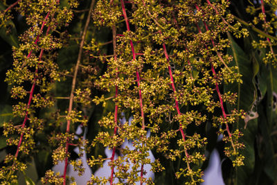 Full frame shot of flowering plants in park