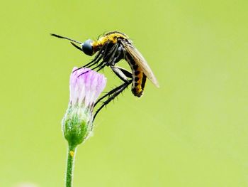 Close-up of insect on purple flower