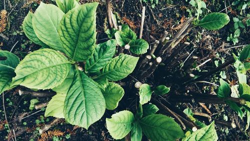 Leaves on plant