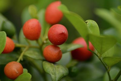 Close-up of fruits on plant