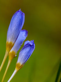 Close-up of purple flower