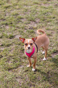 High angle portrait of dog standing on grassy field