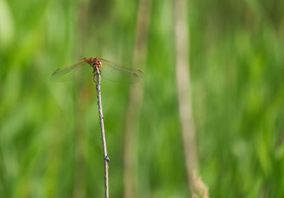 Close-up of dragonfly on plant