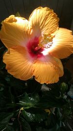 Close-up of yellow flower blooming outdoors