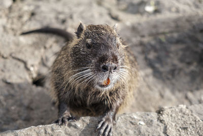 Close-up of squirrel