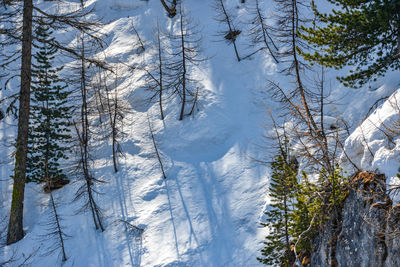 Scenic view of snow covered forest