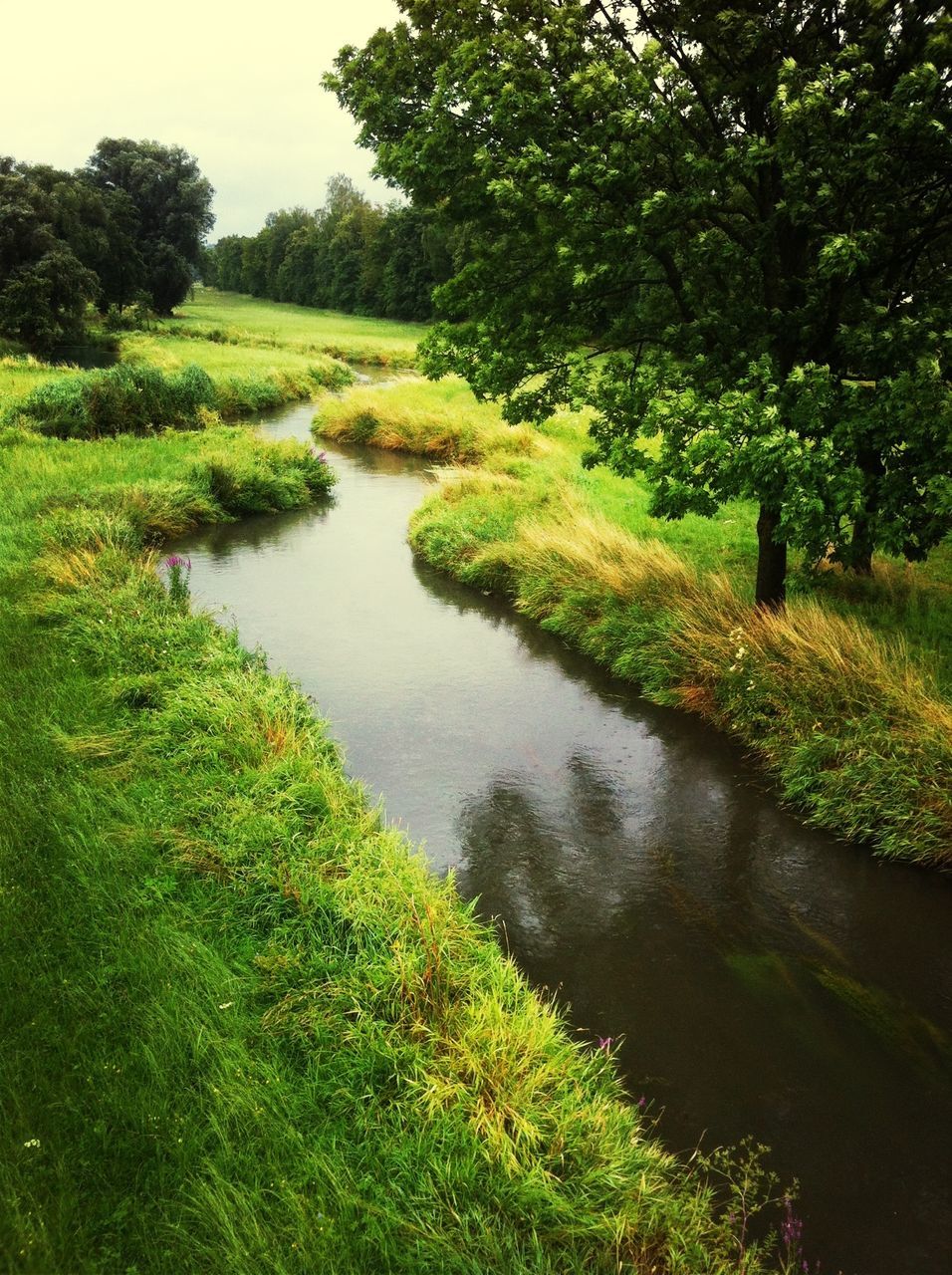 grass, green color, water, tranquility, tree, tranquil scene, growth, beauty in nature, nature, scenics, field, plant, green, grassy, landscape, lake, pond, lush foliage, reflection, day