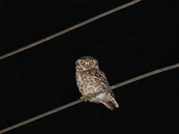 Close-up of owl perching on pole