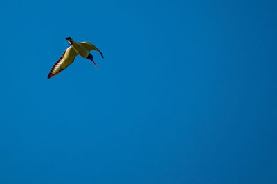 Low angle view of seagull flying