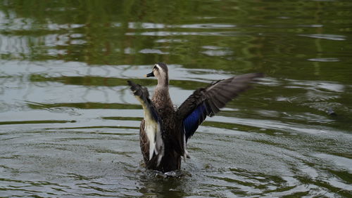 Bird flying over lake