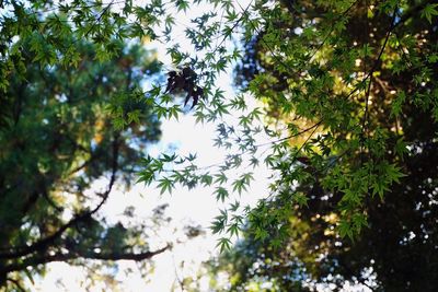 Low angle view of trees against sky
