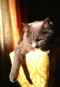 Close-up of cat sleeping at home