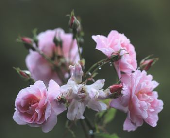 Close-up of pink cherry blossoms