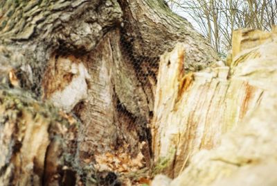 Close-up of lizard on tree trunk in forest